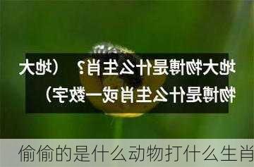 偷偷的是什么动物打什么生肖-第3张图片-滋味星座网