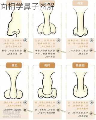 面相学鼻子图解-第2张图片-滋味星座网