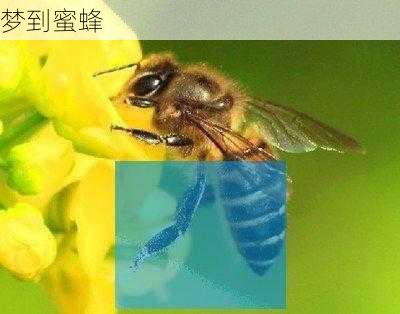 梦到蜜蜂