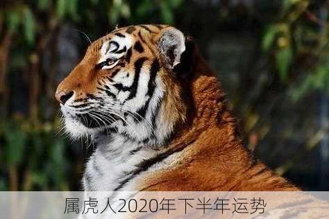 属虎人2020年下半年运势-第3张图片-滋味星座网