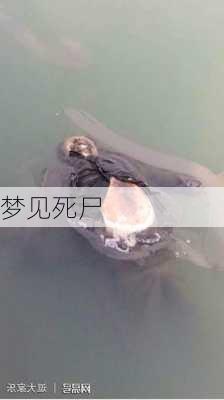 梦见死尸