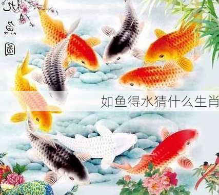 如鱼得水猜什么生肖-第1张图片-滋味星座网