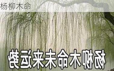 杨柳木命-第2张图片-滋味星座网