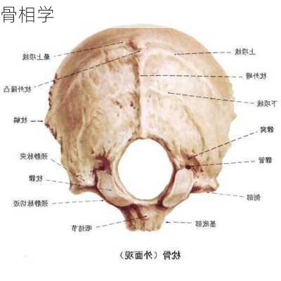 骨相学