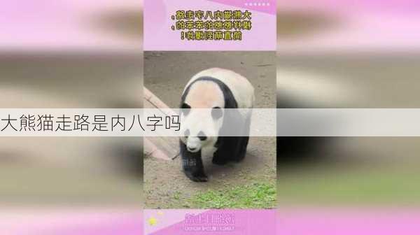 大熊猫走路是内八字吗-第3张图片-滋味星座网