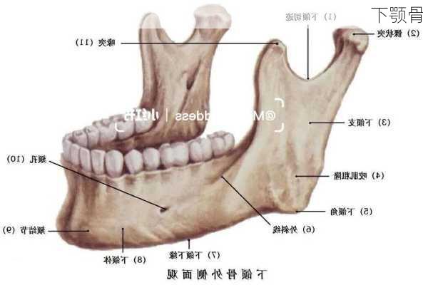 下颚骨-第1张图片-滋味星座网