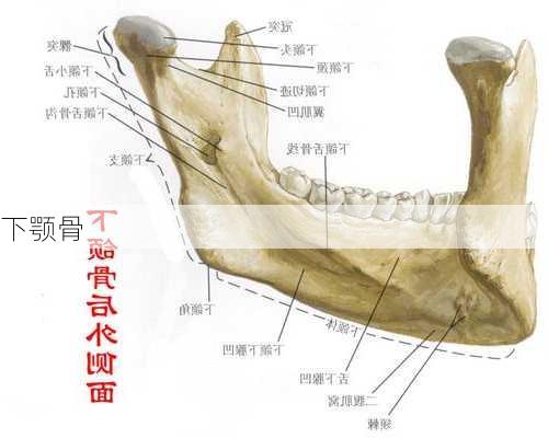 下颚骨-第3张图片-滋味星座网