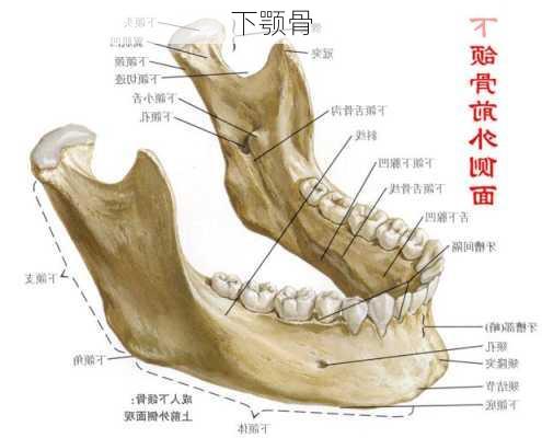 下颚骨-第2张图片-滋味星座网