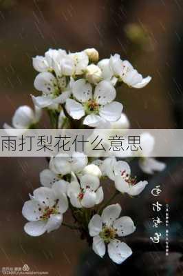 雨打梨花什么意思