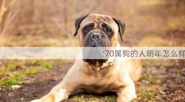 :70属狗的人明年怎么样-第2张图片-滋味星座网