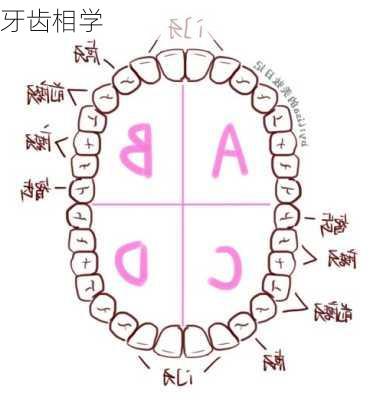 牙齿相学-第2张图片-滋味星座网