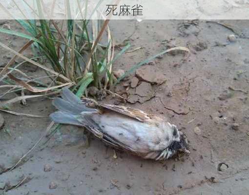 死麻雀