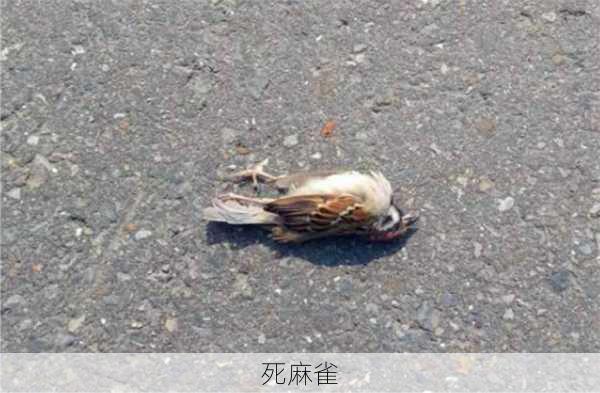 死麻雀-第3张图片-滋味星座网