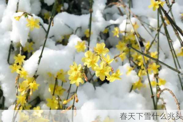 春天下雪什么兆头-第1张图片-滋味星座网