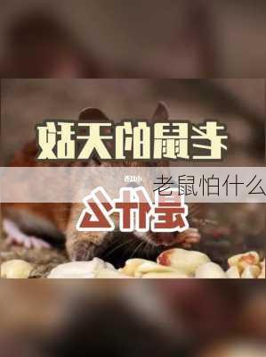 老鼠怕什么-第2张图片-滋味星座网