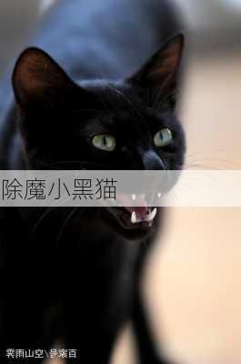 除魔小黑猫-第2张图片-滋味星座网