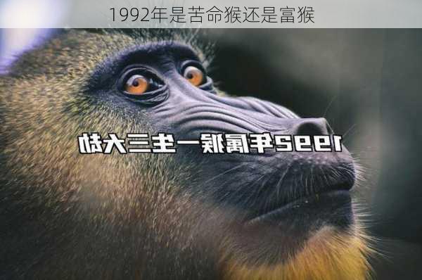 1992年是苦命猴还是富猴-第1张图片-滋味星座网