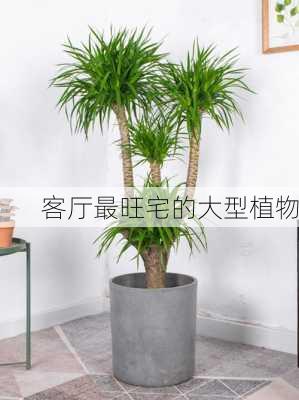 客厅最旺宅的大型植物-第1张图片-滋味星座网