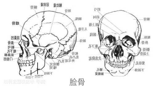 脸骨-第2张图片-滋味星座网