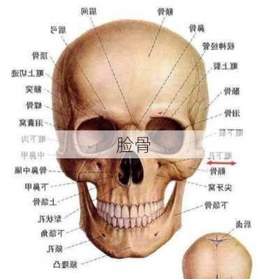 脸骨-第3张图片-滋味星座网