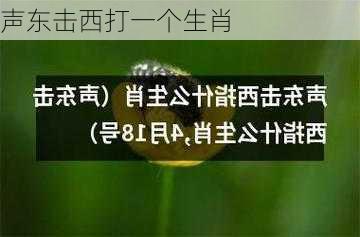 声东击西打一个生肖-第3张图片-滋味星座网