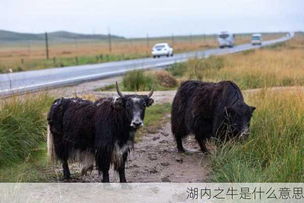 湖内之牛是什么意思-第3张图片-滋味星座网