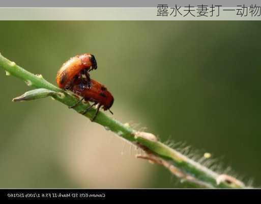 露水夫妻打一动物-第3张图片-滋味星座网