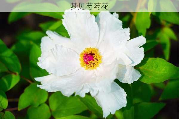 梦见芍药花-第3张图片-滋味星座网