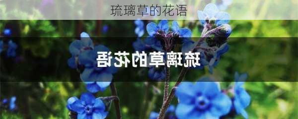 琉璃草的花语-第3张图片-滋味星座网