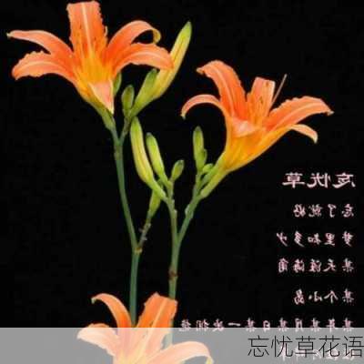 忘忧草花语