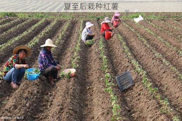 夏至后栽种红薯