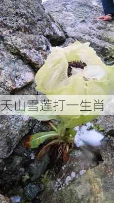 天山雪莲打一生肖