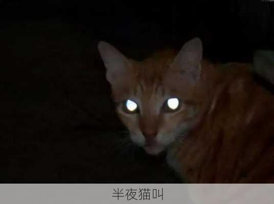 半夜猫叫