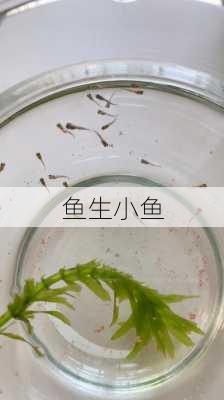 鱼生小鱼-第2张图片-滋味星座网