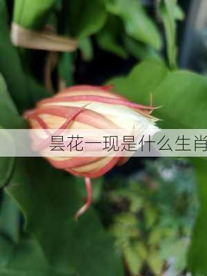 昙花一现是什么生肖