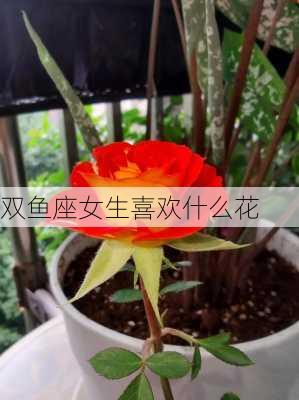 双鱼座女生喜欢什么花-第2张图片-滋味星座网