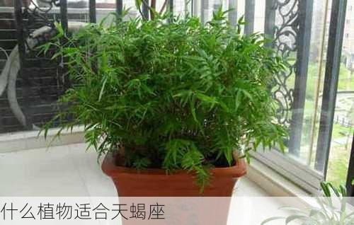 什么植物适合天蝎座-第2张图片-滋味星座网