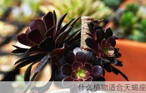 什么植物适合天蝎座-第3张图片-滋味星座网