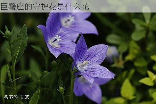 巨蟹座的守护花是什么花-第2张图片-滋味星座网