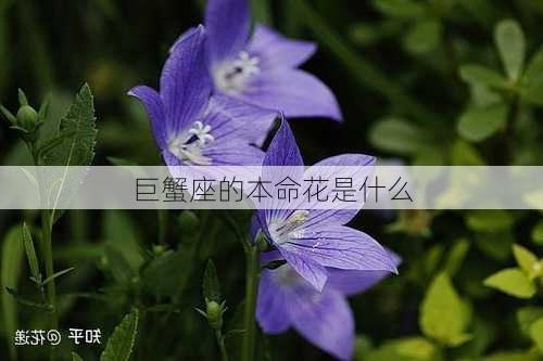 巨蟹座的本命花是什么-第3张图片-滋味星座网