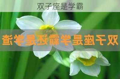 双子座是学霸-第3张图片-滋味星座网