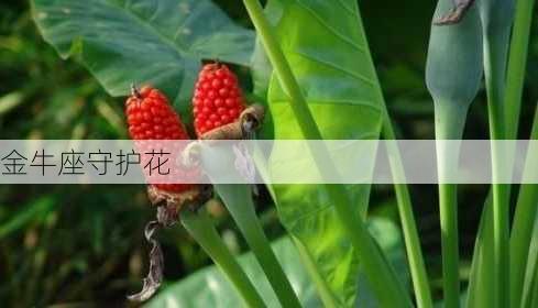 金牛座守护花-第1张图片-滋味星座网