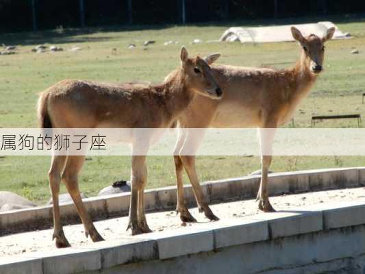 属狗的狮子座-第2张图片-滋味星座网